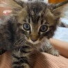 里親様決まりました♡可愛い長毛子猫 サムネイル3