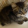 里親様決まりました♡可愛い長毛子猫 サムネイル5