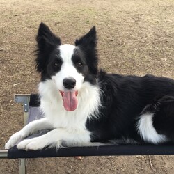 虹の橋を渡りました