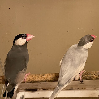 文鳥カップルの里親募集（黒·シルバー）