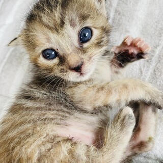 兄妹5頭の里親さま募集中です！