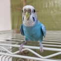 手乗りセキセイインコメス2歳鳥籠セットで出します