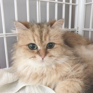 ありがとうございました