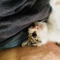 ☆やっと元気になった子猫、里親を募集です☆
