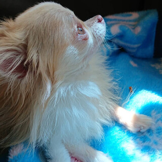 水頭症チワワのひかり　ご理解のある優しい里親様募集