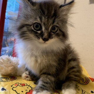 ⑦長毛　オス　キジ　2ヶ月　大人しい　ムムくん