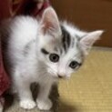 素敵な里親さんが見つかりました♡海斗