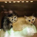 迷い猫の兄妹