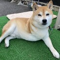 里親さんが決まりました！