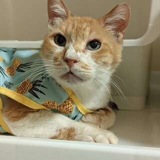 控えめで人懐っこい茶白猫♂️アキラ