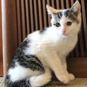 白キジトラ　男の子♡