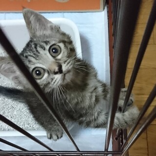 おっとりタイプのキジトラ子猫♀