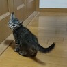 おっとりタイプのキジトラ子猫♀ サムネイル2