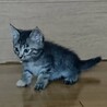おっとりタイプのキジトラ子猫♀ サムネイル3