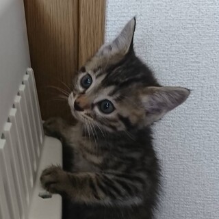お姉さんタイプのキジトラ子猫♀