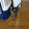 お姉さんタイプのキジトラ子猫♀ サムネイル2