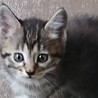 お姉さんタイプのキジトラ子猫♀ サムネイル3