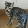 お姉さんタイプのキジトラ子猫♀ サムネイル4