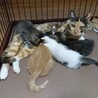 お姉さんタイプのキジトラ子猫♀ サムネイル6