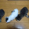 おっとりタイプのキジトラ子猫♀ サムネイル5