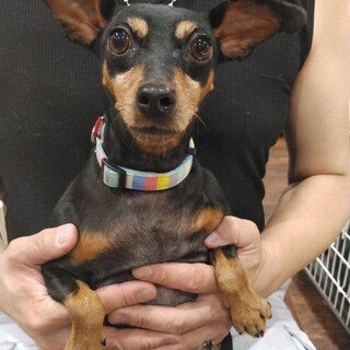 ミニチュアピンシャーのつばきちゃん