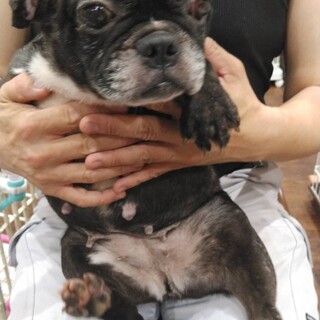 フレンチブルのおもち　ちゃん