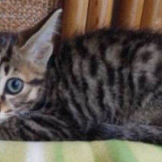 子ネコ　2月　メス　キジ