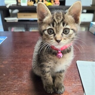 おてんばで好奇心旺盛キジトラ女子☆野薔薇ちゃん