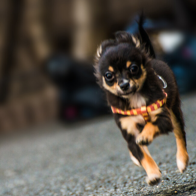 bisukettoのカバー写真