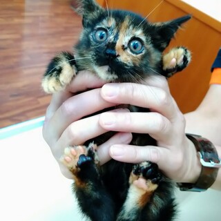 とってもかわいいみるくちゃん