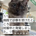 まだ若い長毛猫ちゃん