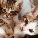 生後間もない赤ちゃん猫兄弟二匹います！！！！