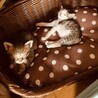 生後間もない赤ちゃん猫兄弟二匹います！！！！ サムネイル2