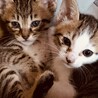 生後間もない赤ちゃん猫兄弟二匹います！！！！ サムネイル4