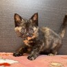 フローラちゃん♡家族が出来ました！ サムネイル2
