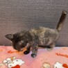 フローラちゃん♡家族が出来ました！ サムネイル3