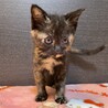 フローラちゃん♡家族が出来ました！ サムネイル4