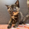 フローラちゃん♡家族が出来ました！ サムネイル5
