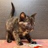 フローラちゃん♡家族が出来ました！ サムネイル6