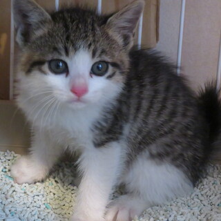 激かわ４兄妹さつきちゃん、医療しつけ済