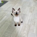 【ご応募多数につき募集終了】えにしくん