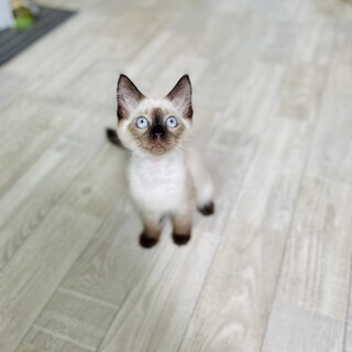 【ご応募多数につき募集終了】えにしくん