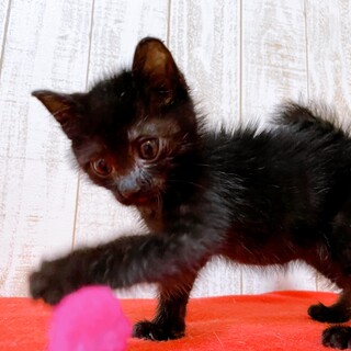 家族が出来ました♡黒猫♂リズムくん♡