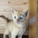 伊江島生まれトトちゃん