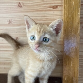 伊江島生まれトトちゃん