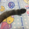 ２つのしまと先っぽが黒いんです(写真じゃ伝わりにくいんですが…)