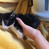 里親決定。穏やかな仔猫ふしみちゃん サムネイル2