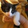 里親決定。穏やかな仔猫ふしみちゃん サムネイル3