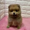 ペットショップ時