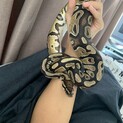 ボールパイソン　ノーマル